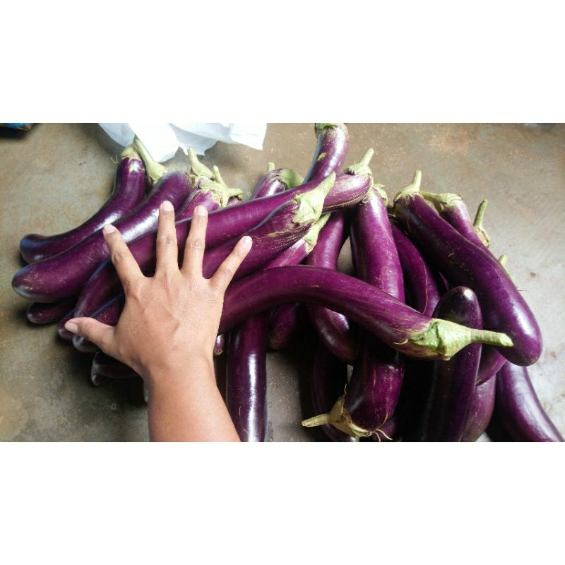 

Terong antaboga terong ungu terong sayur segar per setengah kilo