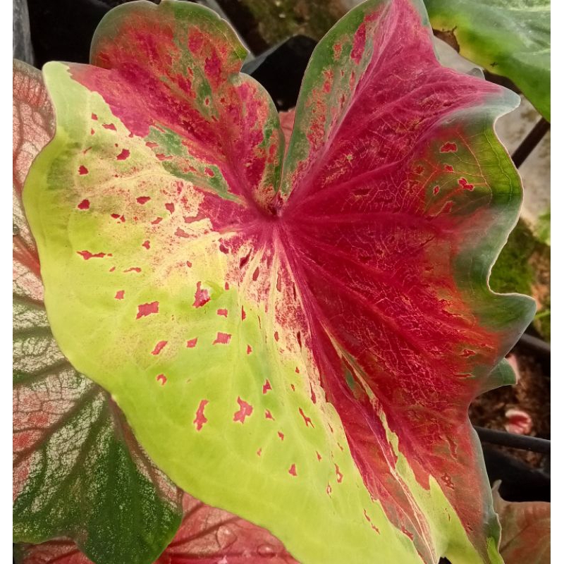 keladi/caladium NPK warna cantik