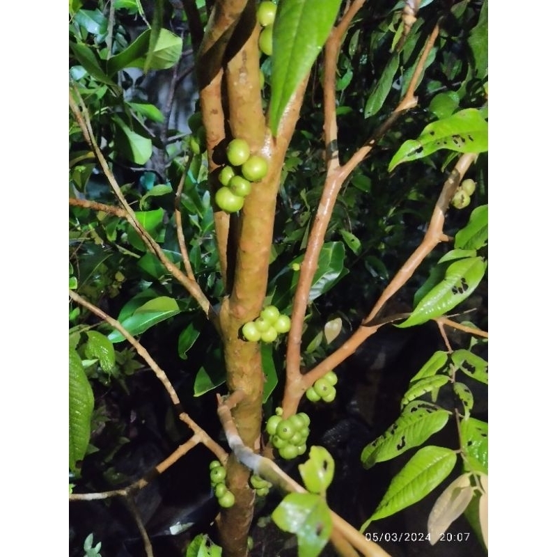 Bibit White Jaboticaba Full Buah Batang Besar