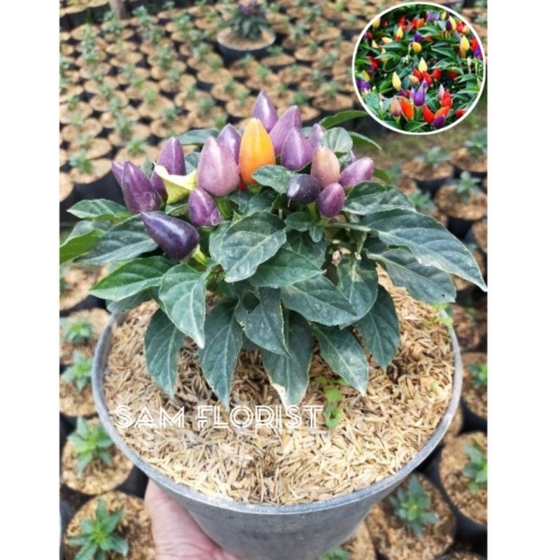 Tanaman Hidup Cabe Pelangi Berbuah - Cabe Pelangi - Cabe Pelangi Berbuah - Bibit Cabe Pelangi Berbua