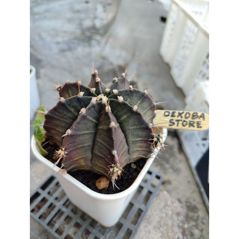 Tanaman hias kaktus gymno miha Black Pearl Hybrid size jumbo