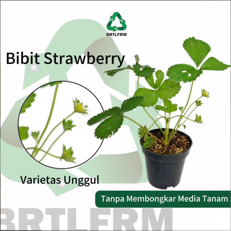 BIBIT STRAWBERRY KOREA SUPER
