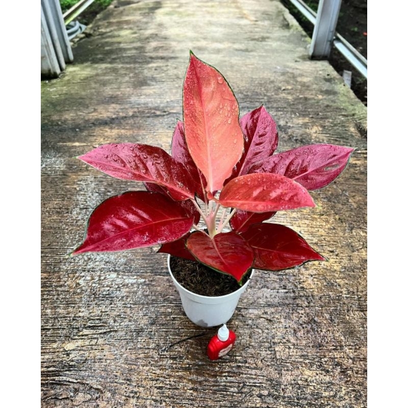 Aglonema Kochin Charlie Brown-tanaman Hias Aglonema Cantik Merah 3-5 Daun