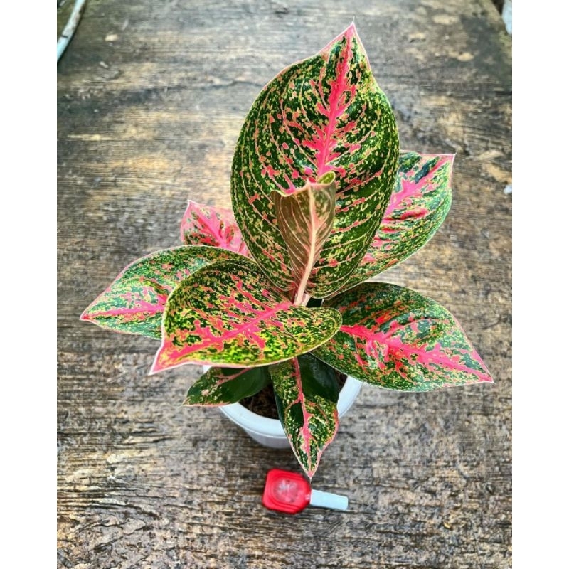 Aglonema Rheina-Tanaman Hias Aglonema Rheina Merah-Aglonema Remaja 3-5  Daun