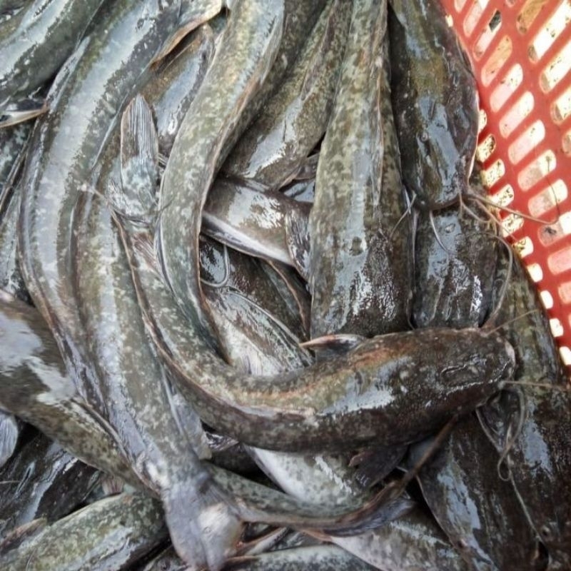 

Ikan Lele 1/2 KG