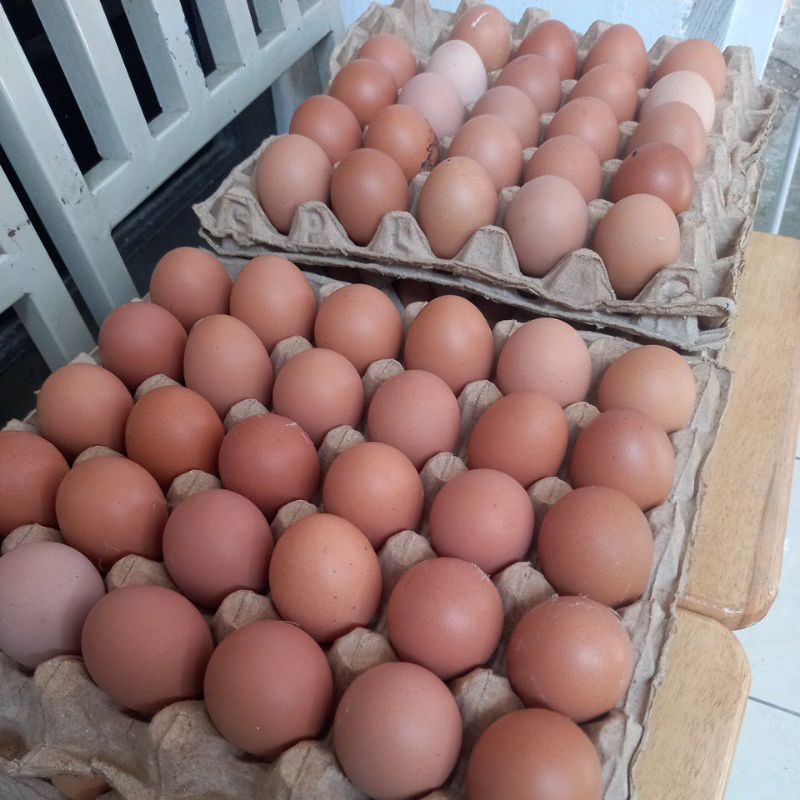 

TELUR AYAM NEGERI FRESH 1 PAPAN (30 BUTIR)