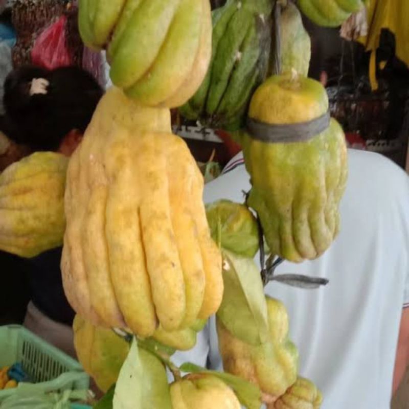

BSM | TERMURAH Jeruk Kuku Harimau per buah / Jeruk Kuku Macan Jantan Betina per pcs / Jeruk Kuku Harimau