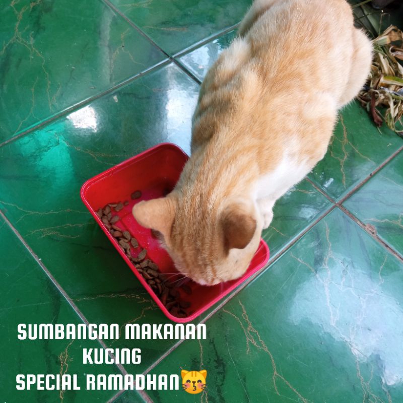 sumbangan makanan kucing special Ramadhan