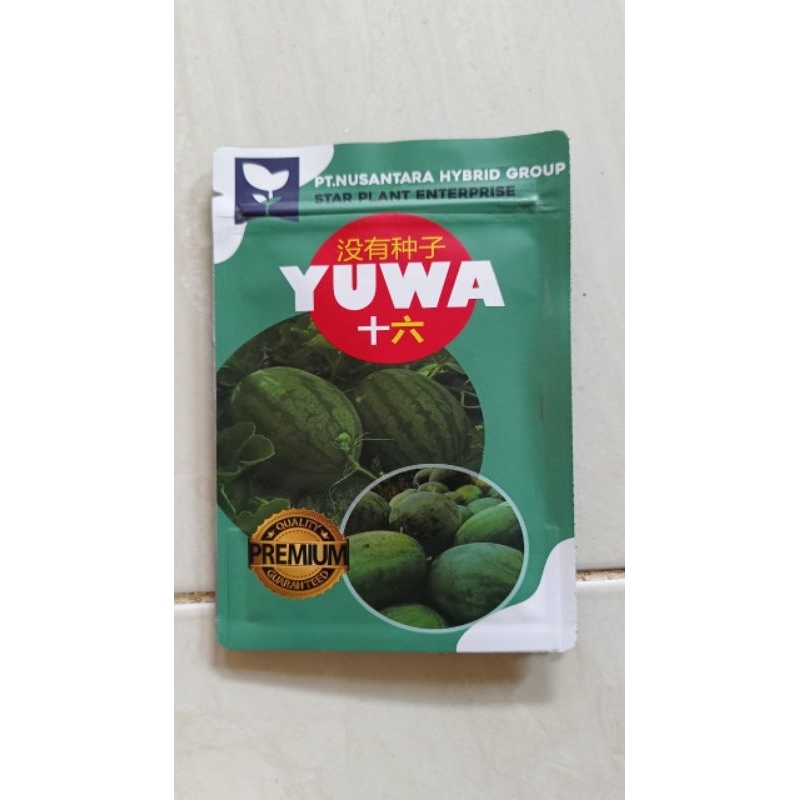 Benih Semangka YUWA non biji
