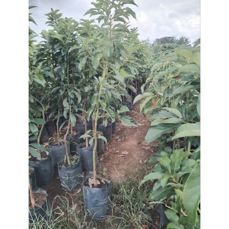 alpukat miki 1,4 meter