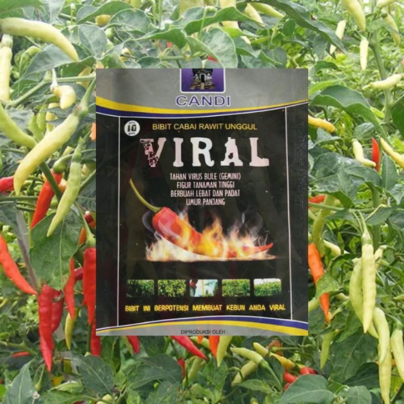 ID 100 BIJI CABE VIRAL BENIH CABE RAWIT VIRAL CABAI RAWIT CABAI SETAN