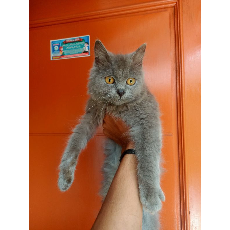 persian mix bsh