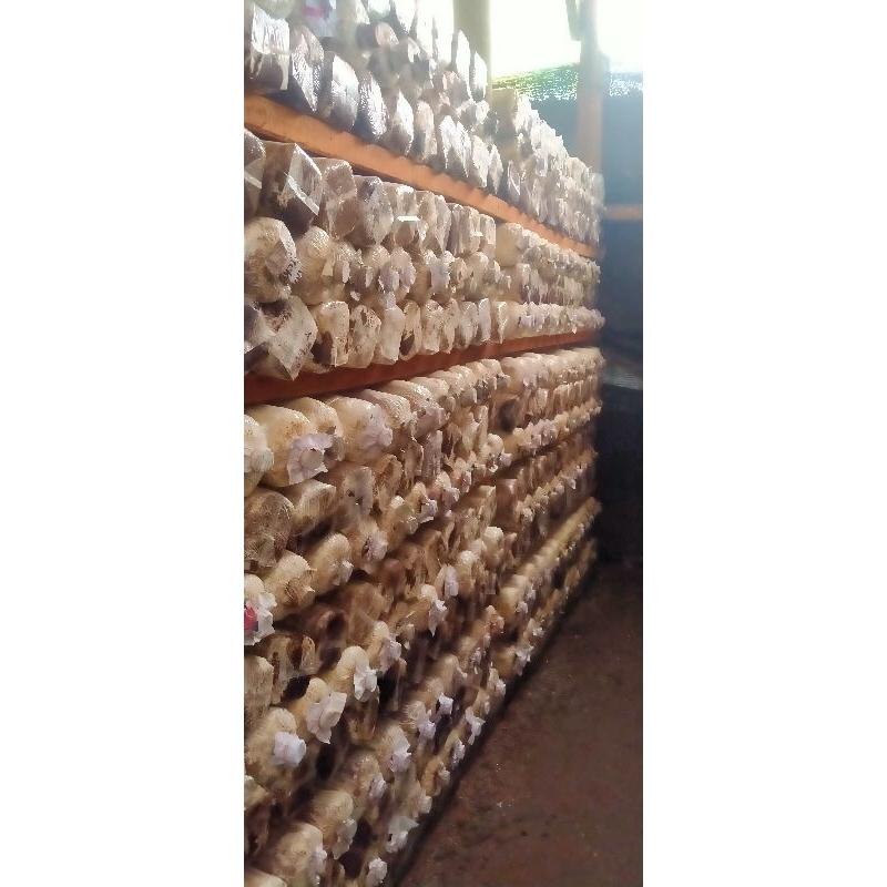 

baglog jamur tiram putih l