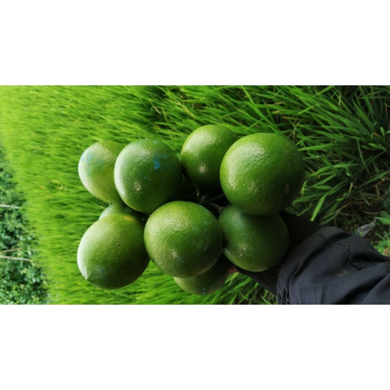 

Jeruk lemon california Hijau