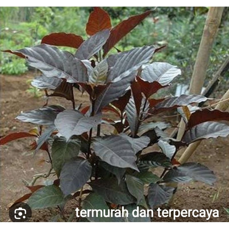 

Daun ungu segar untuk ambeien 1kg