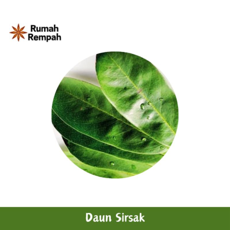 

Daun Sirsak Segar Baru Petik