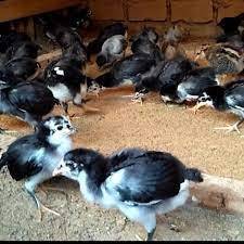 Ayam kampung asli  - Anak ayam kampung Asli - DOC Anak Ayam kampung Asli (INSTAN)