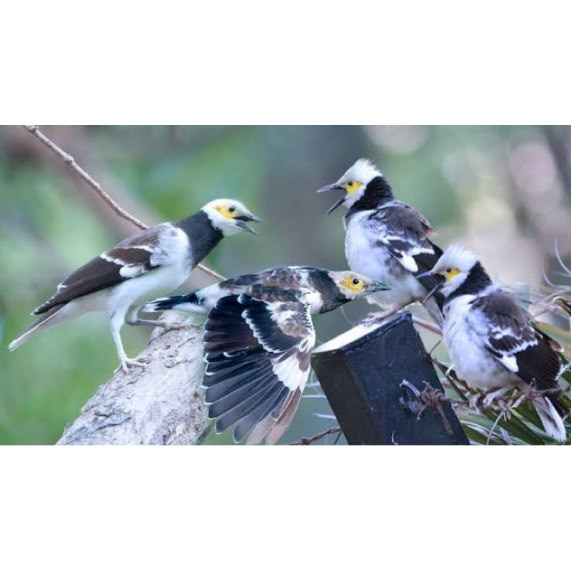 jalak Hongkong gacoran