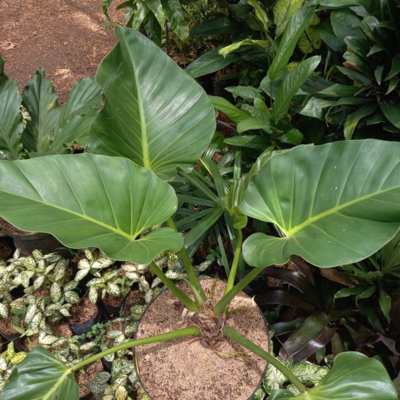 Tanaman Hias Giganteanun/Philo Marble JUMBO