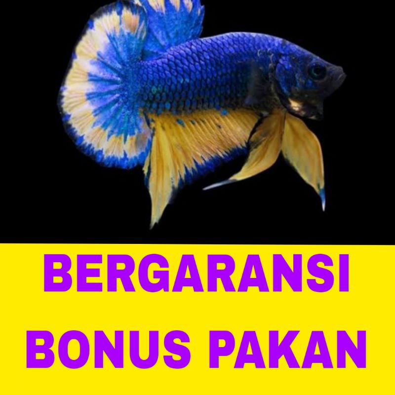 ikan cupang plakat dragon isi 10 bergaransi