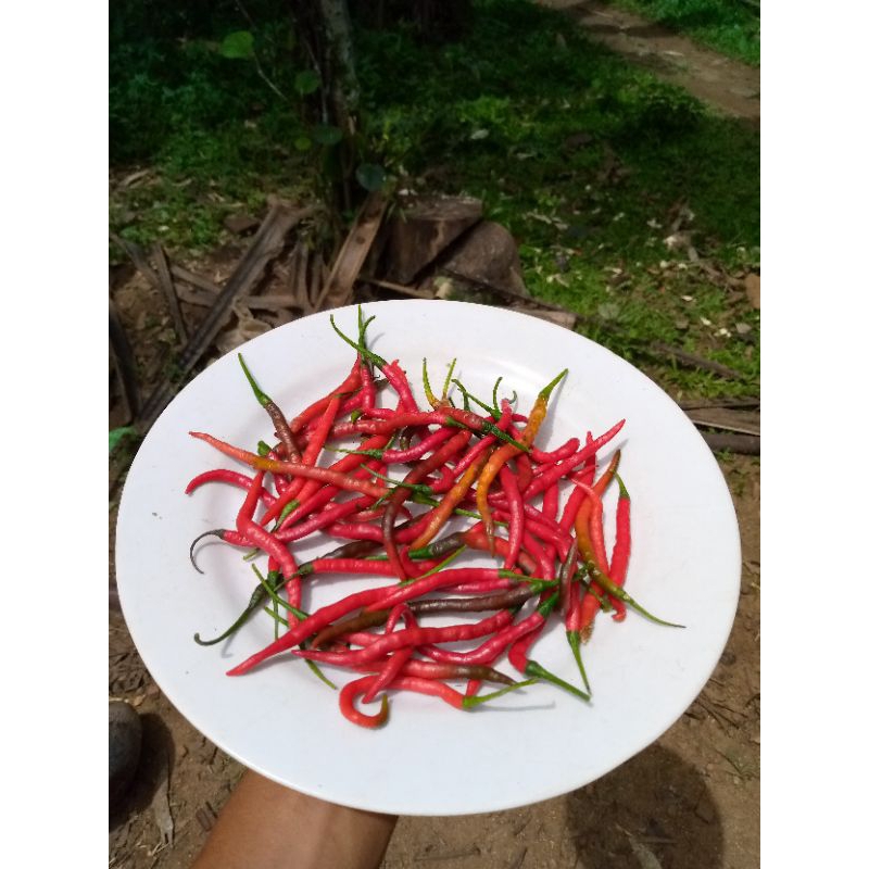 

cabai rawit kriting 5RB aja