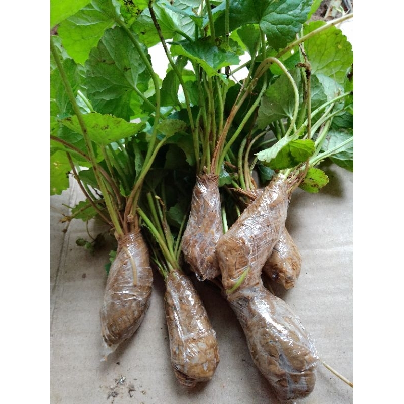 BIBIT TANAMAN PEGAGAN / BIBIT PEGAGAN / PEGAGAN