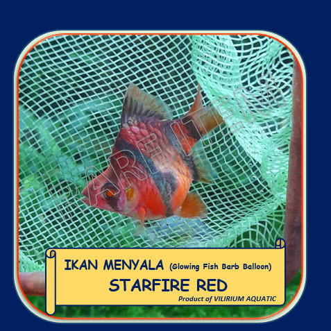 IKAN HIAS AIR TAWAR - GLOWING FISH SUMATRA BALON STARFIRE (MERAH)
