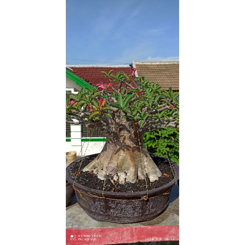 bonsai  adenium id RCN black
