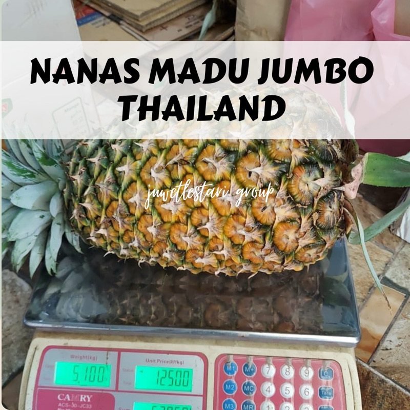 Bibit Nanas Madu Jumbo Thailand
