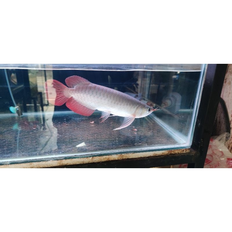 arwana sr show quality