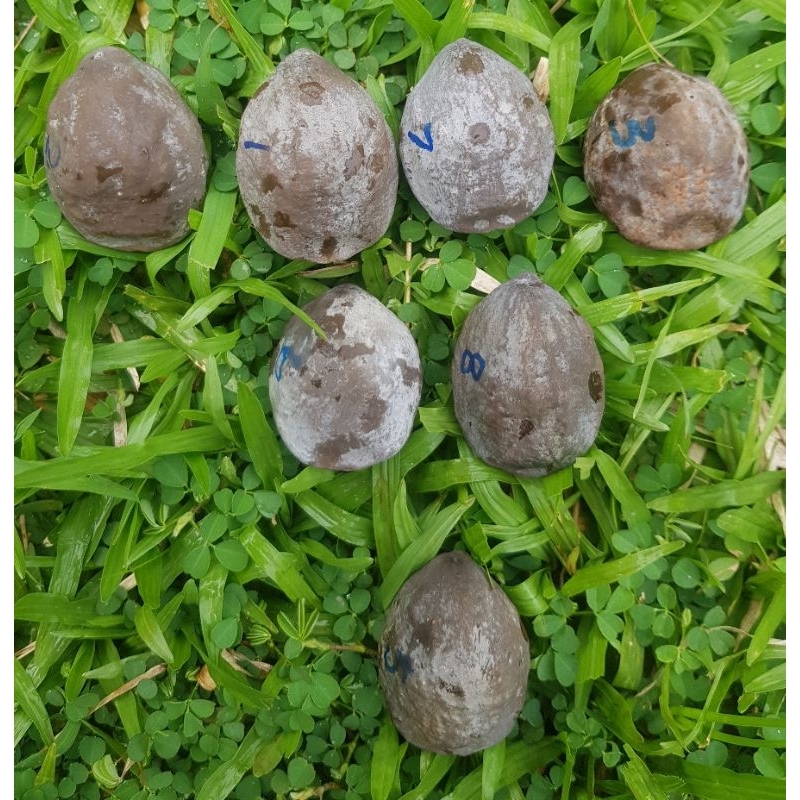 Muncang adu JAYANTI JAWA