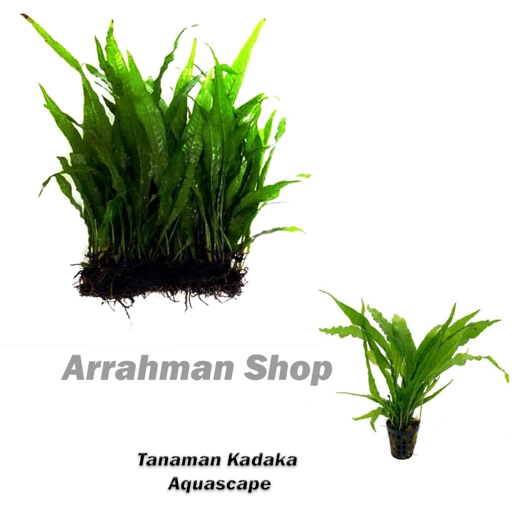 Tanaman Air Aquascape - Tanaman Kadaka jafa fern aquascape Aquarium