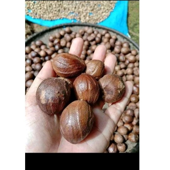 

Murah biji pala kering super 1kg