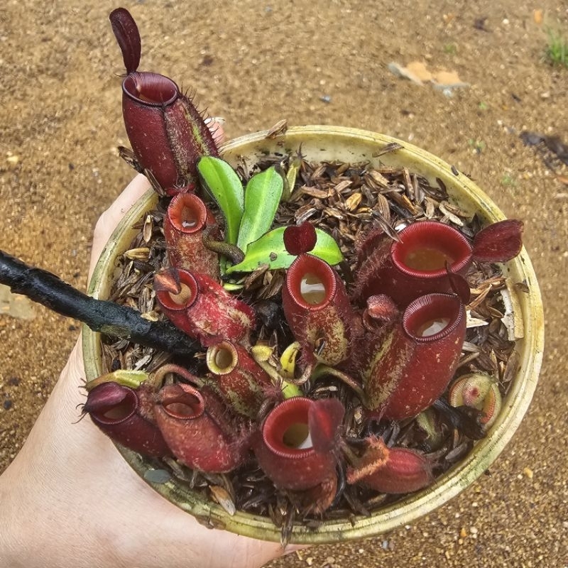 

ampullaria bassal/roset