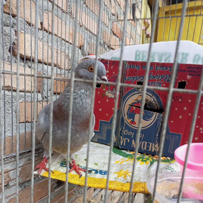 merpati balap abu abu Uda player ganti betina aja