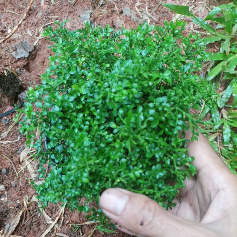 Bibit bonsai kemuning super mikro