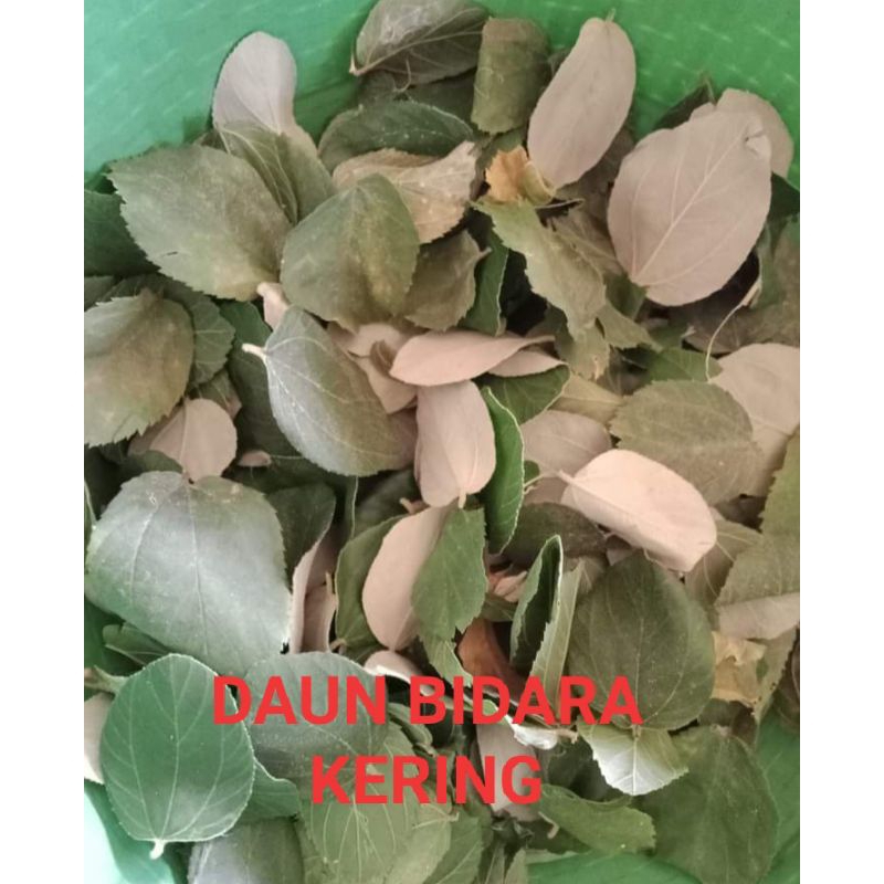 

DAUN BIDARA KERING