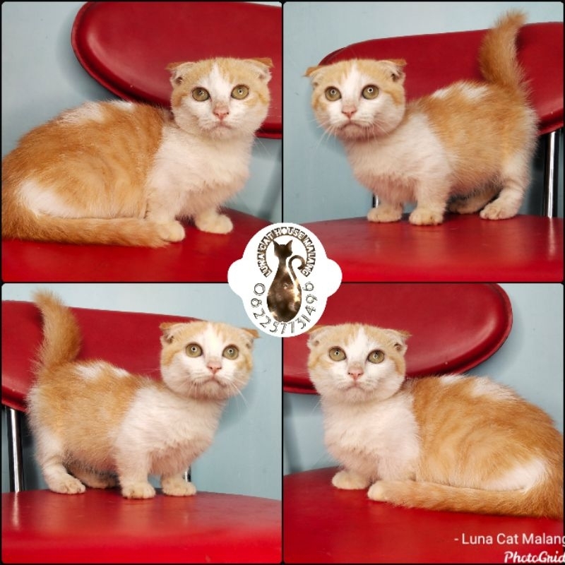 kucing munchkin gaelic fold