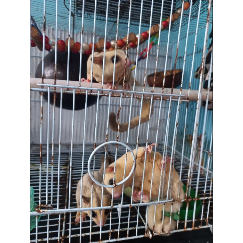 Sugar Glider Platinum, SG Platinum