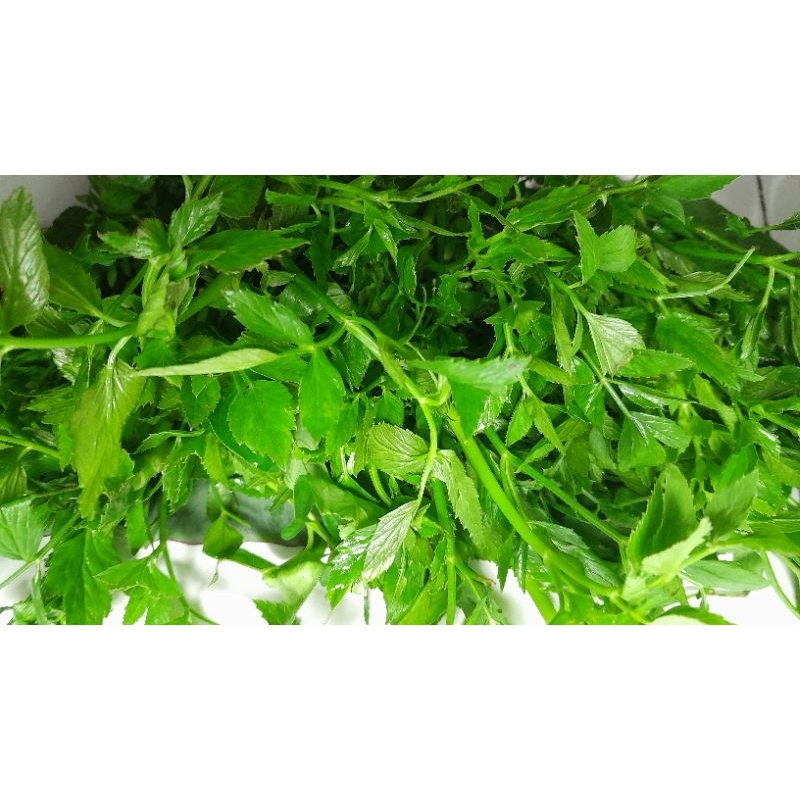 

lalapan daun tespong/ saladren segar 250 gr