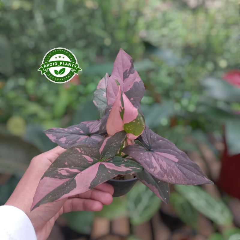 Tanaman Hias Syngonium Pink Splash - Syngonium Pink Splash