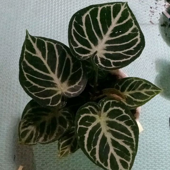 tanaman hias Dorayaki