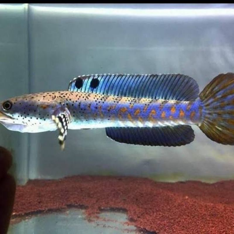 chana pulchra grade A