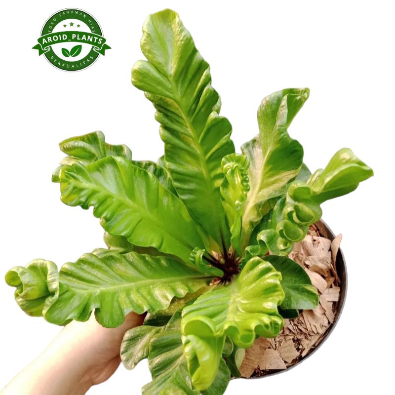 Tanaman Hias Kadaka Lasagna Mini - Pohon Kadaka Lasagna