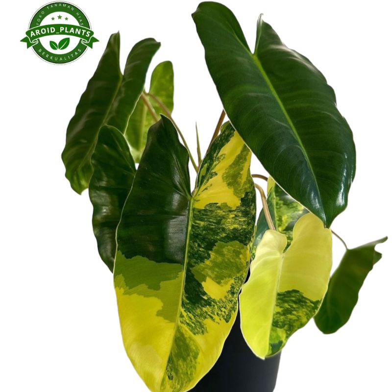 Tanaman Hias Philodendron Burlemax Variegata - Philodendron Burlemarx Variegata