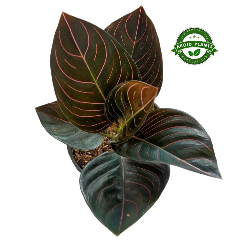 Tanaman Hias Aglonema Rotundum Aceh - Aglonema Rotundum Aceh