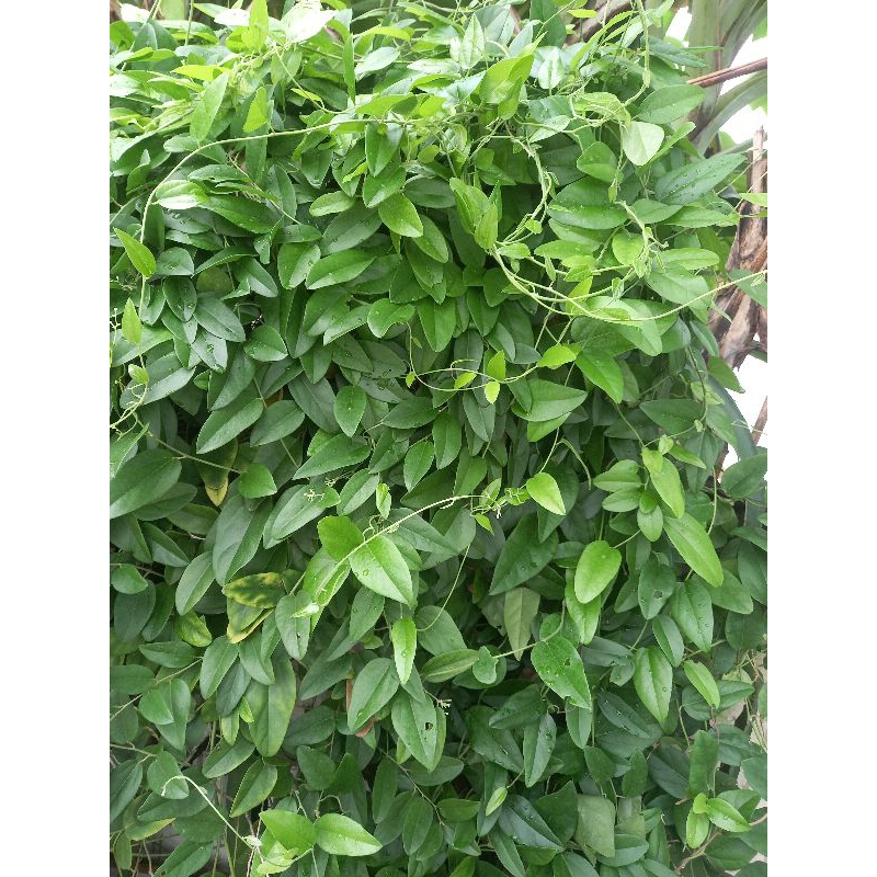 

daun cincau jelly