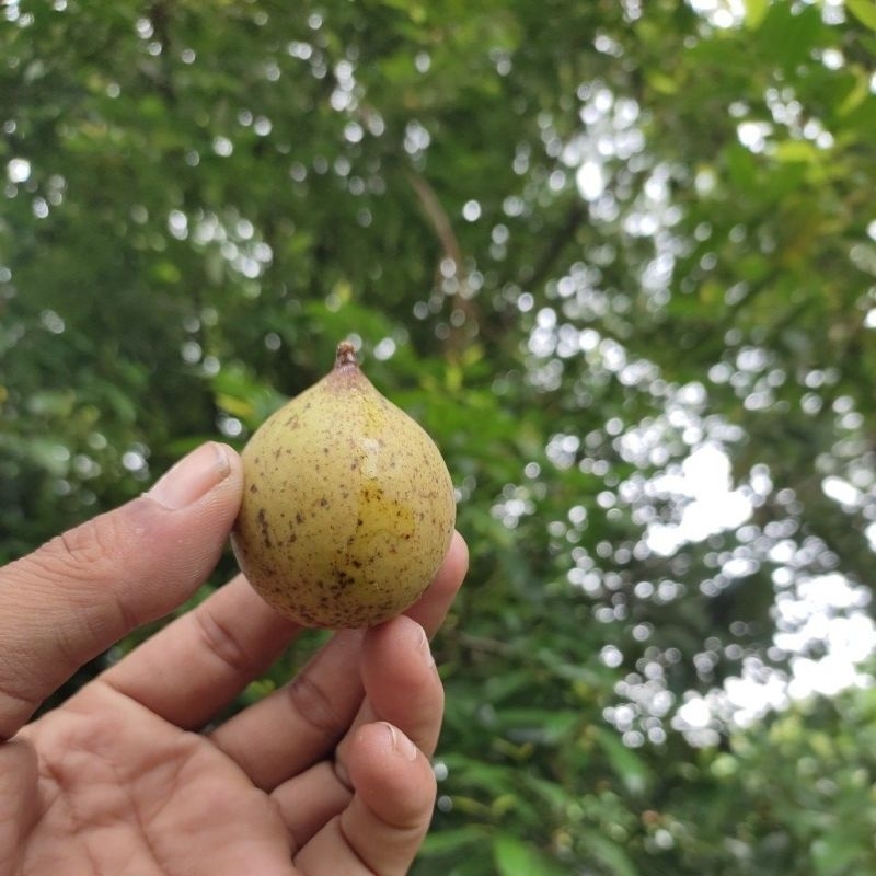 

buah pala segar 15 buah