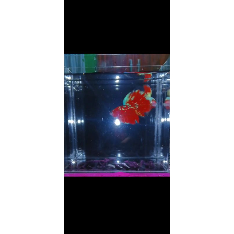 Lelang cupang si Guin