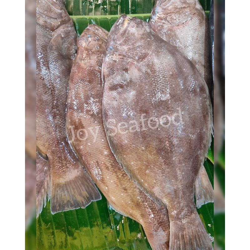 

ikan Sebelah